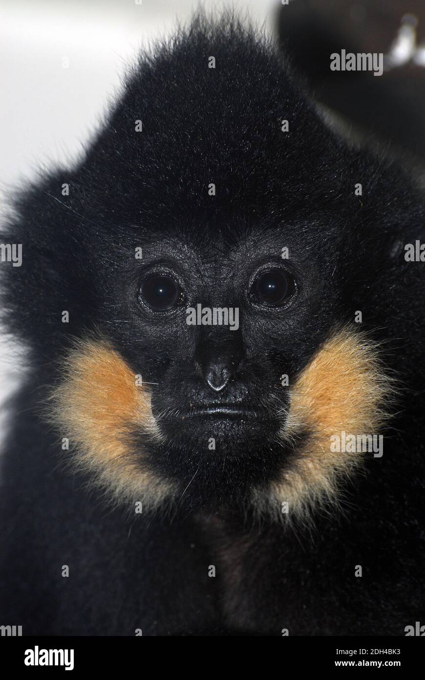 Gibbon à crête noire, Weslicher Schwarzer Schopfgibbon, Nomascus concolor, Hylobates concolor, bóbitás gibbon Banque D'Images
