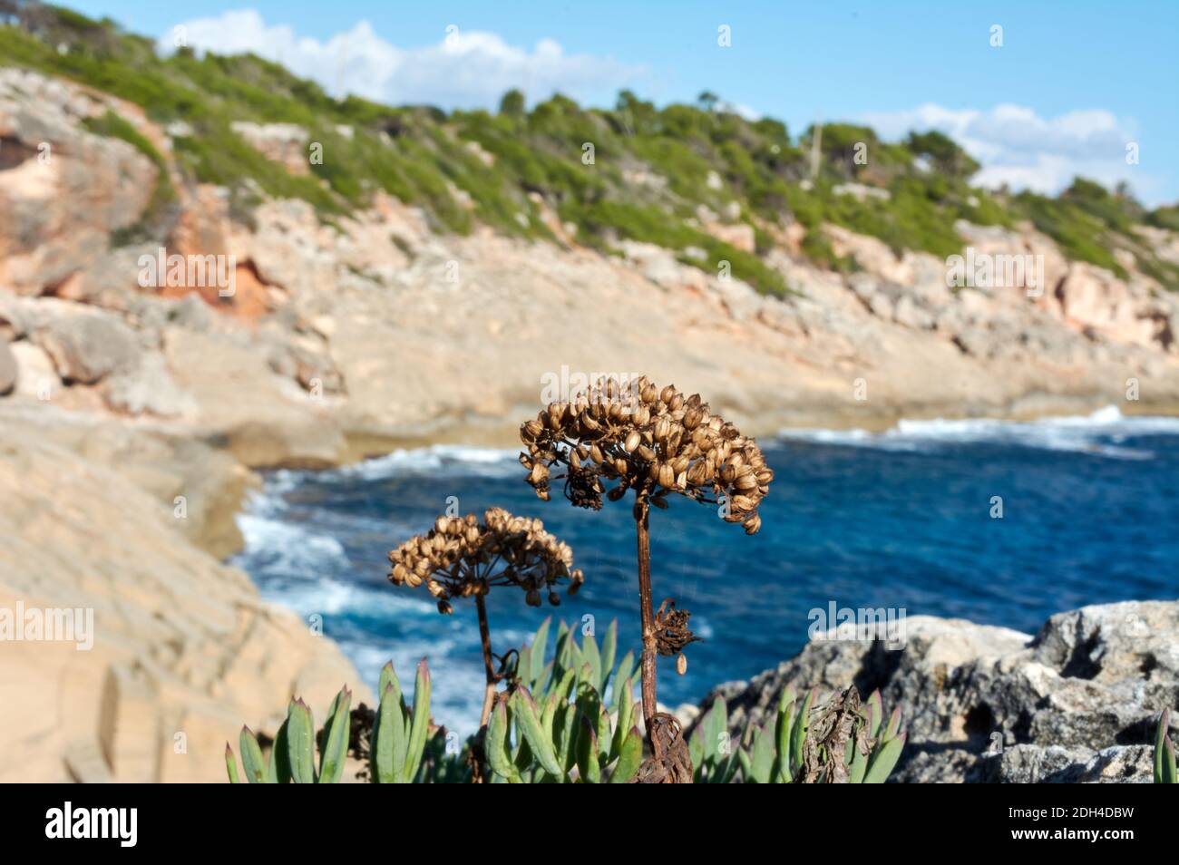 Le saphir de roche (Crithmum maritimum) est souvent connu sous le nom