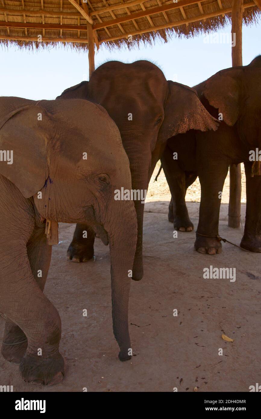 Éléphants dans un camp de retraite pour anciens animaux de travail (Elepha maximus indicus), camp de conservation des éléphants près de Kalaw Myanmar (Birmanie) Banque D'Images