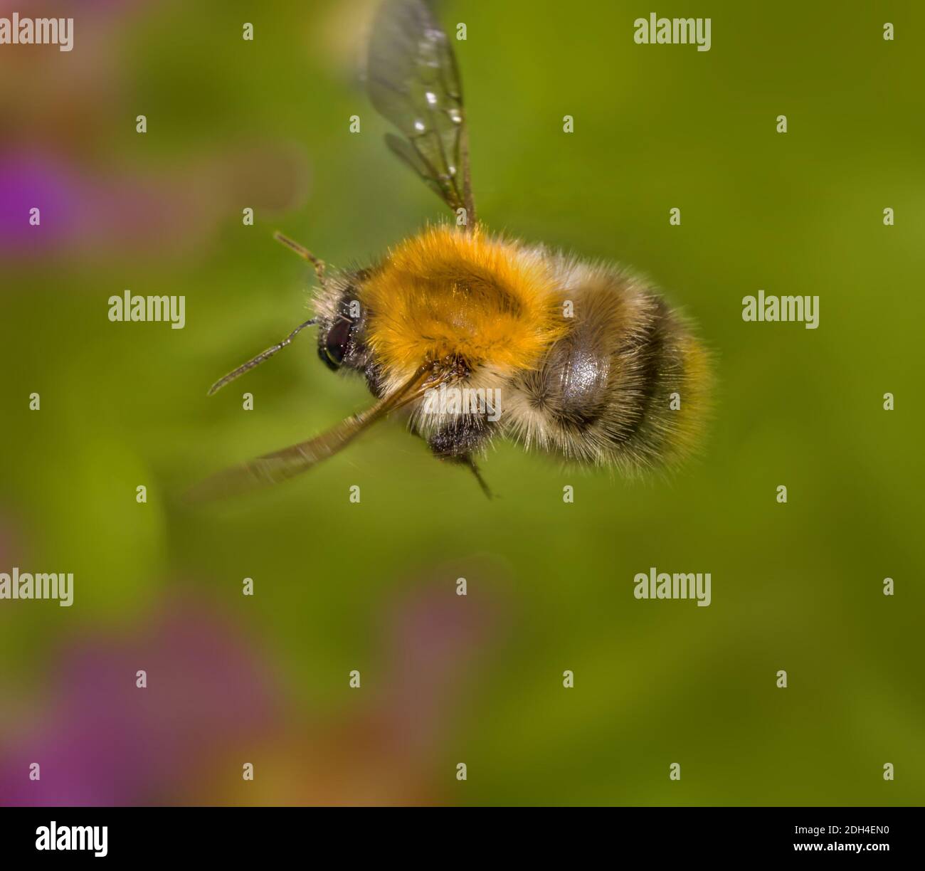 Abeille carder commune 'Bombus Pascuorum' Banque D'Images