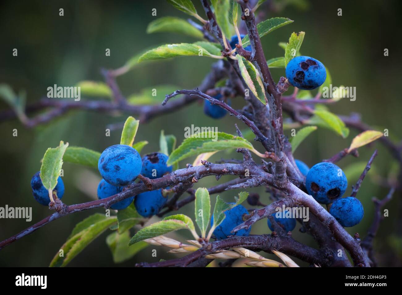 Baies bleues sur une branche Banque D'Images