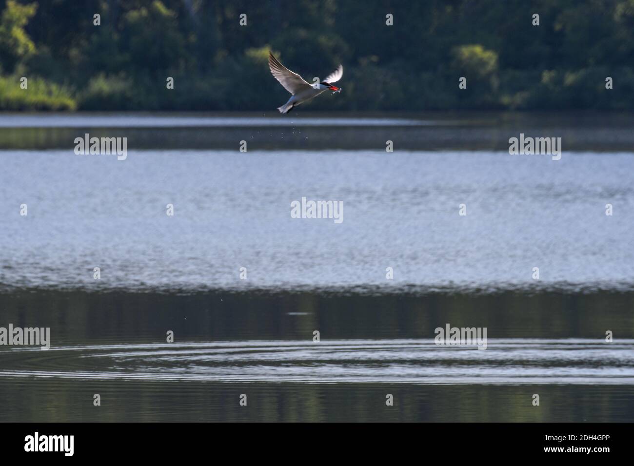 Oiseau de la Sterne Caspienne volant au-dessus du lac de l'eau avec le poisson dedans Bouche et Ripples ci-dessous dans l'eau et forêt verte floue En arrière-plan Banque D'Images