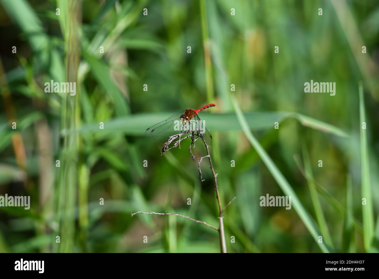 Gros plan, MacroRed Meadowhawk Dragonfly sur tige avec feuillage vert et feuilles en arrière-plan Banque D'Images