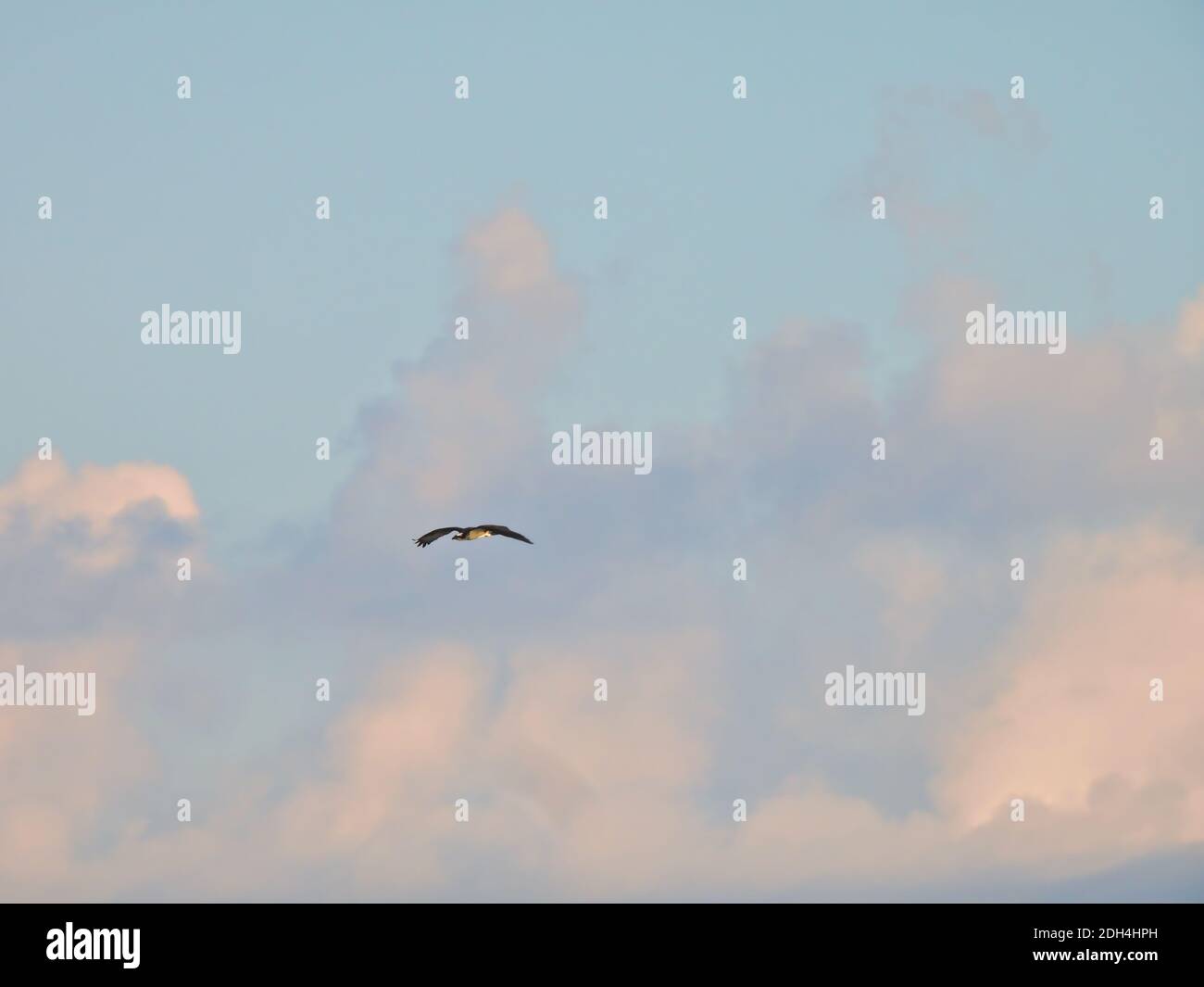 Un oiseau de proie Osprey avec des soars pleine aile Span Par l'air le matin avec le soleil rebondissant Grands nuages en arrière-plan pour un magnifique S Banque D'Images