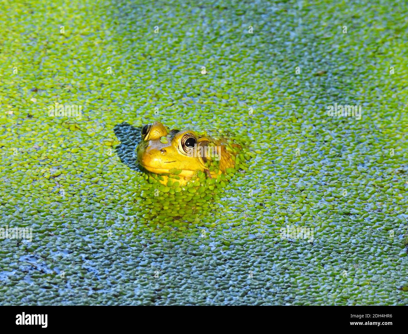 Un jeune Bullfrog regarde vers l'avant pendant que le soleil brille Tête comme corps est submergé dans l'eau de bassin couverte de duckweed Banque D'Images