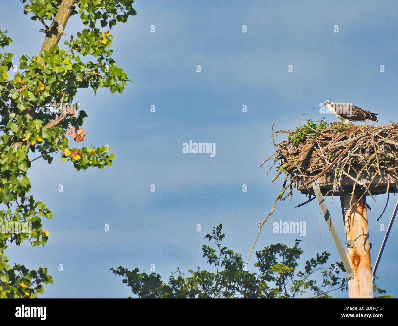 Un oiseau de proie Osprey se tient sur Nest fabriqué sur Plate-forme fabriquée par l'homme près d'un arbre avec un ciel bleu vif Avec quelques nuages dans le ciel Banque D'Images