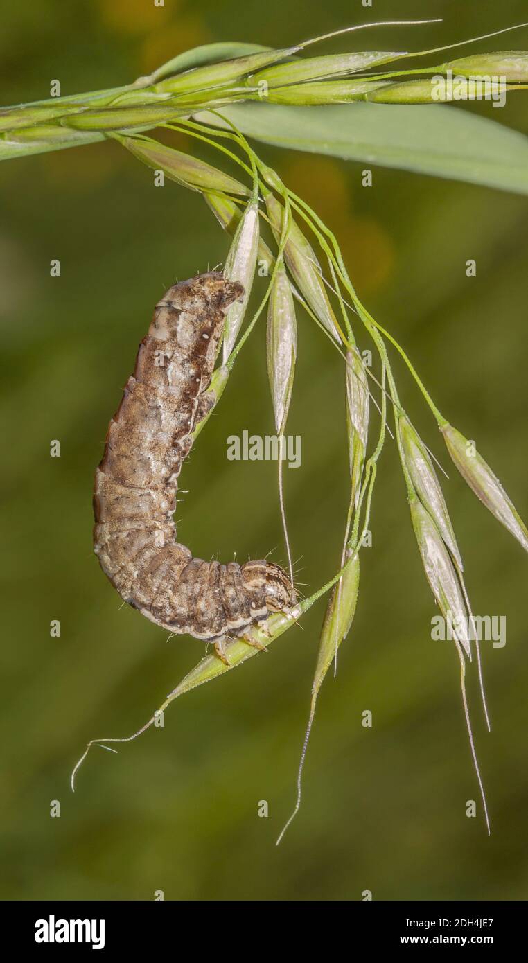 Chenille de papillon Banque D'Images