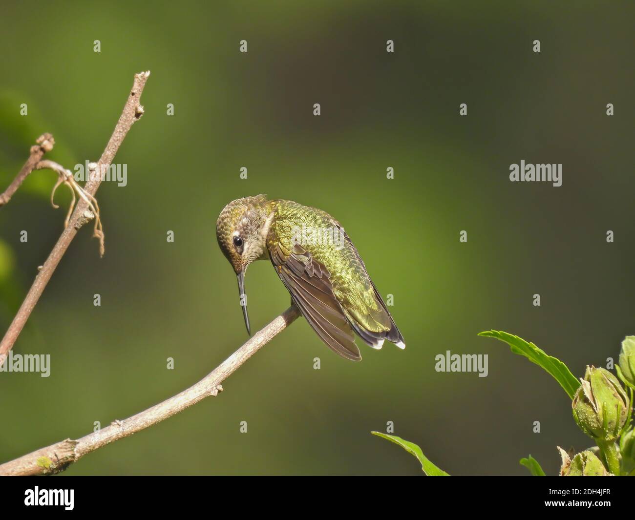 Hummingbird à gorge rubis penche avec le bec étroit touchant la branche Hummingbird Est perché sur la tige de Bush Banque D'Images