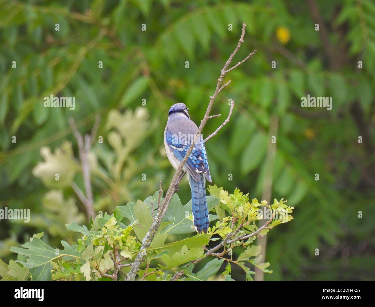 Bluejay Bird perchée sur Oak Tree Branch Bleu vif sur fond flou de forêt verte Banque D'Images