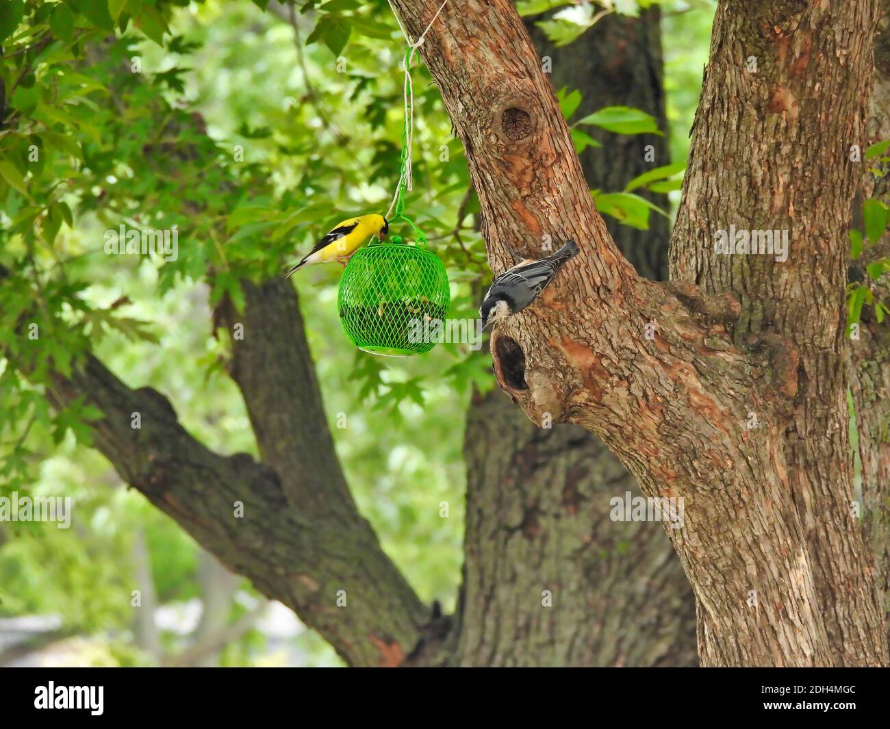 Une alimentation d'oiseaux de Goldfinch américain et d'oiseaux à noix et hachures blanches À partir du même bac à semences d'oiseau suspendu à un arbre Branche avec le vert d'été laisse un Banque D'Images