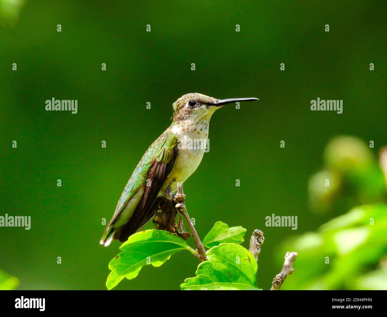Hummingbird à gorge rubis sur une tête de branche dépasse le bec avant incliné Up - série A. Banque D'Images