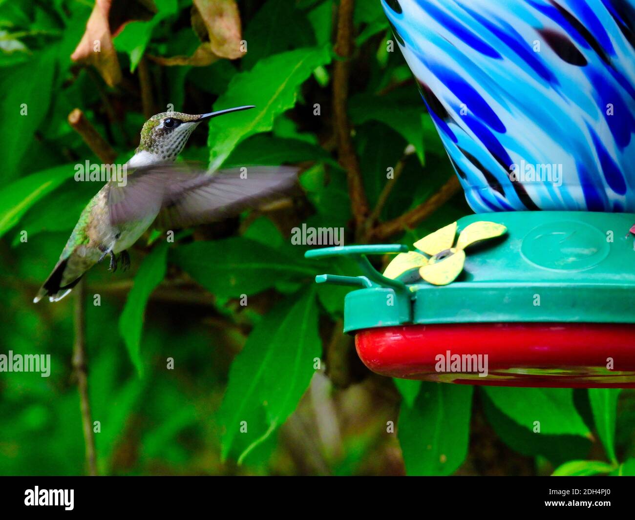 Un colibri à gorge rubis vole vers le Nectar Bird Feeder - a Série Banque D'Images