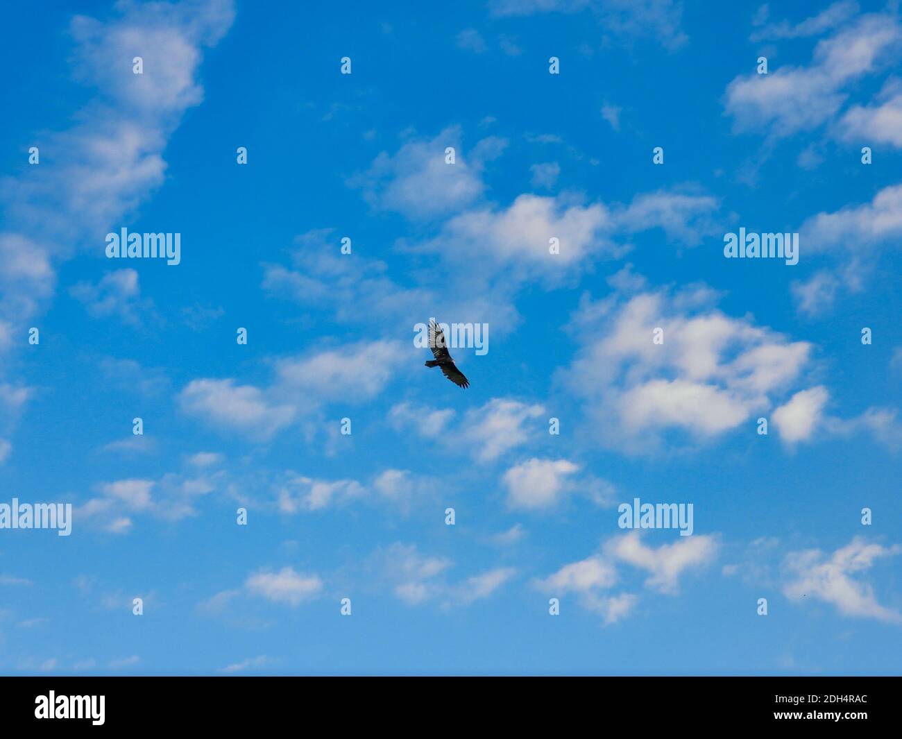 Turquie Vulture Bird en vol avec extension pleine aile activée Une journée d'été avec le ciel bleu et quelques nuages Banque D'Images