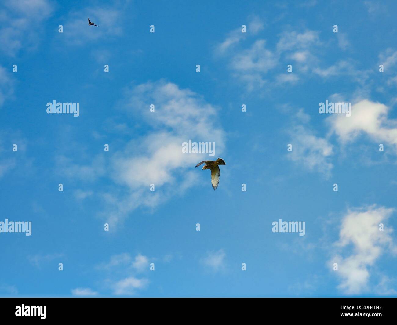 Un buse à queue rouge oiseau de proie Raptor vole à travers Un ciel bleu vif avec quelques nuages blancs Une belle journée d'été avec White and Re Banque D'Images