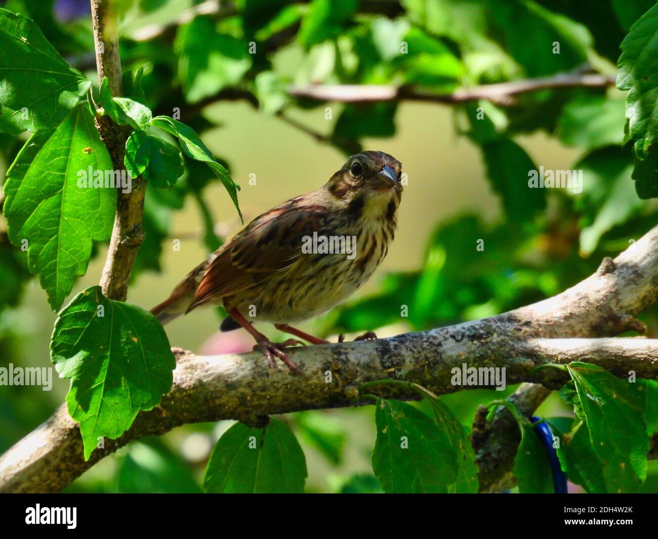 Un jeune oiseau de la maison des mineurs perché sur un arbre Branche entourée de soleil et de feuilles vertes Banque D'Images