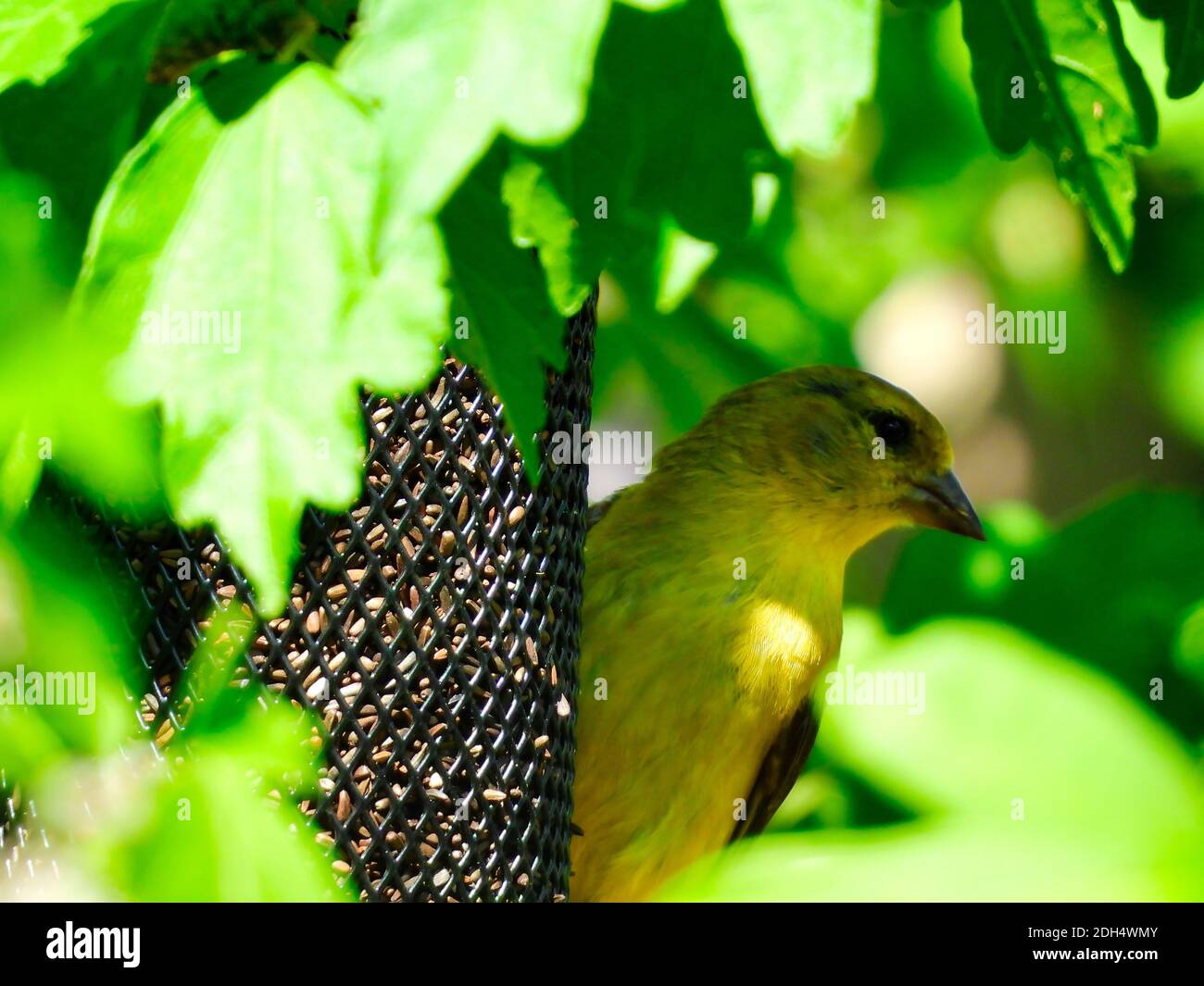 Un oiseau de Goldfinch américain perché sur un mangeoire à oiseaux Dans un arbre avec des