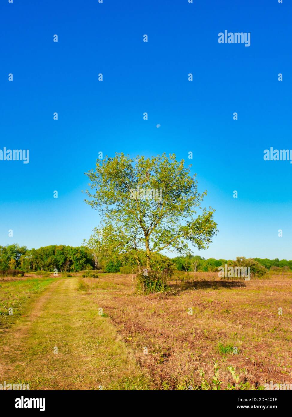 Lone Tree sur une Prairie alors que ses feuilles se tournent vers Automne un jour d'automne ensoleillé avec ciel bleu vif Et Moon Shining dans la journée au-dessus de l'arbre dans Scenic La Banque D'Images