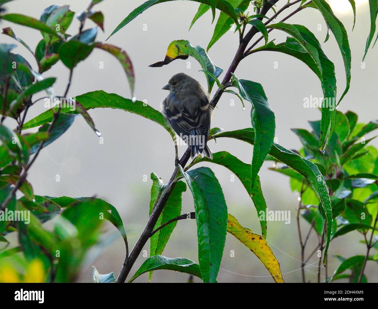 Oiseau sur une branche: Finch suspendu sur une tige de plante verte en début de matinée avec des gouttelettes d'eau sur les feuilles vertes avec des plumes soufflées Banque D'Images