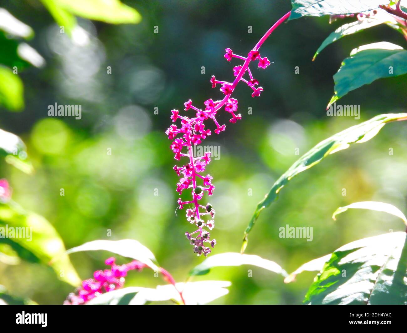 Fleurs roses sur un arbre : gros plan de petites fleurs roses provenant d'une branche d'arbre avec feuillage vert en arrière-plan Banque D'Images