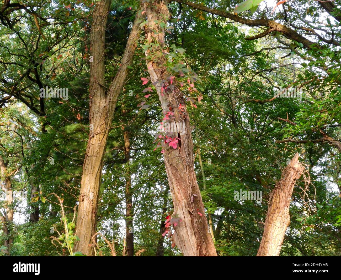 Automne rouge feuilles d'automne isolées sur le côté du tronc de l'arbre Avec des feuilles vertes environnantes Banque D'Images