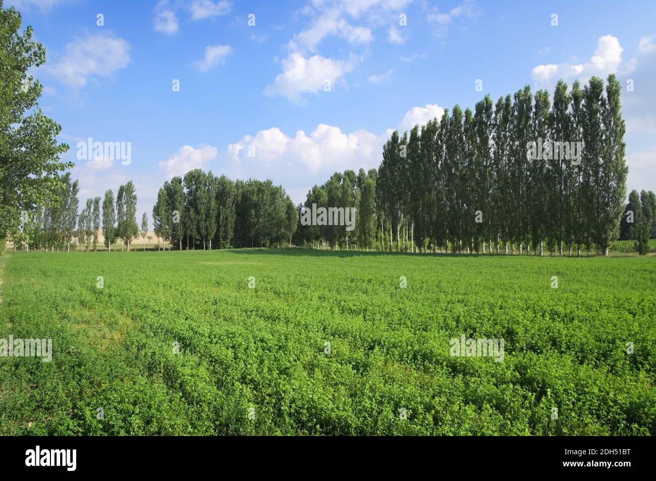 des arbres à l'horizon par une belle journée d'été Banque D'Images
