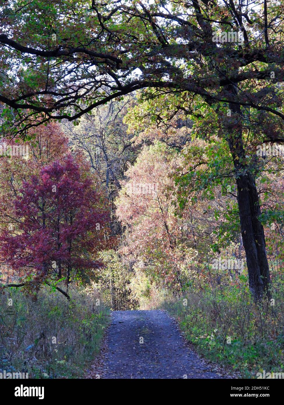 Chemin dans le parc: Paysage d'automne de divers arbres de couleur automnale sur un chemin dans la forêt avec des feuilles roses, rouges et vertes encadrées par branche d'arbre Banque D'Images