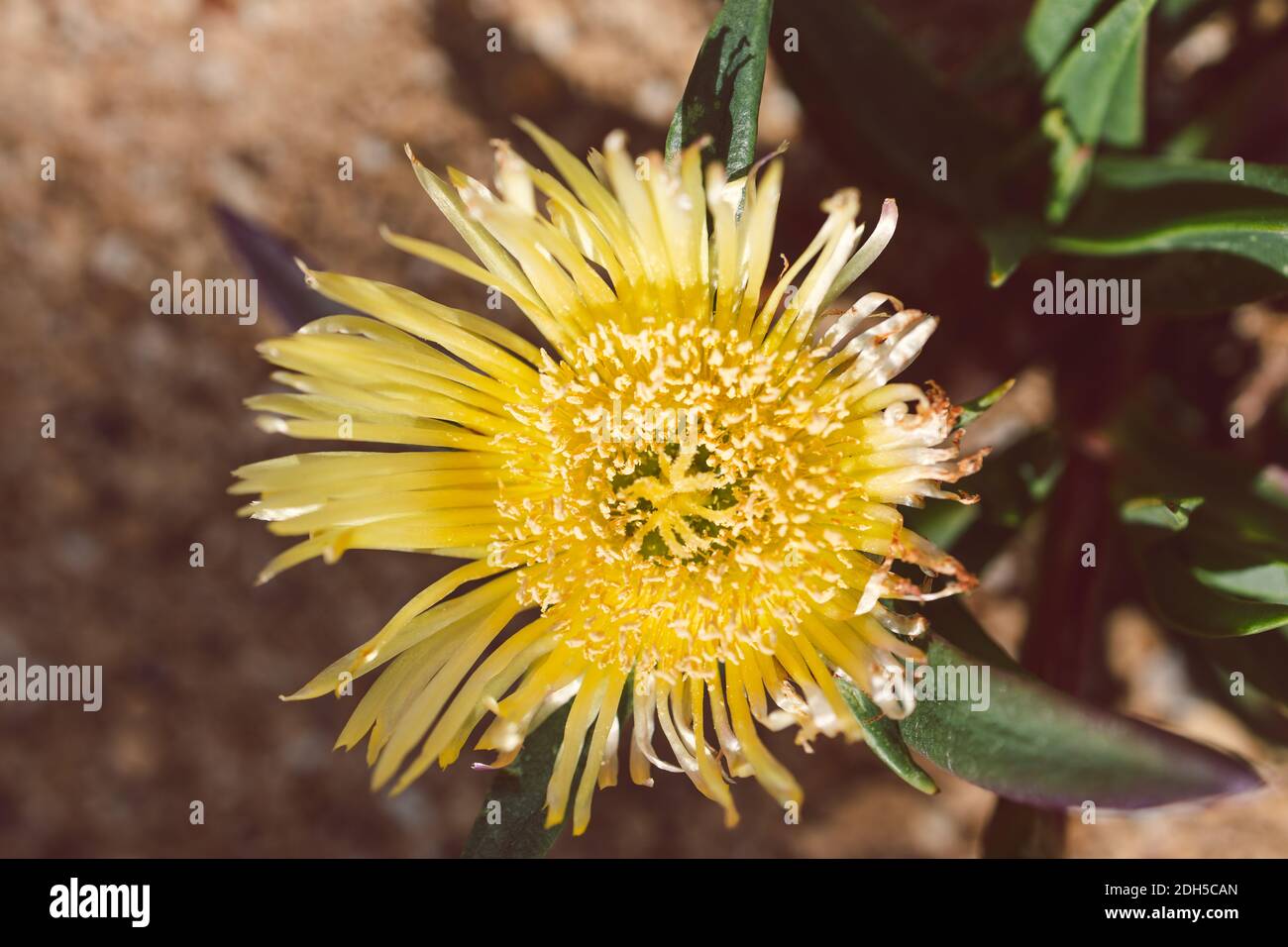 Gros plan de Carpobrotus glaucescens également connu sous le nom de plante de Pigface extérieure dans une cour ensoleillée, prise de vue à faible profondeur de champ Banque D'Images