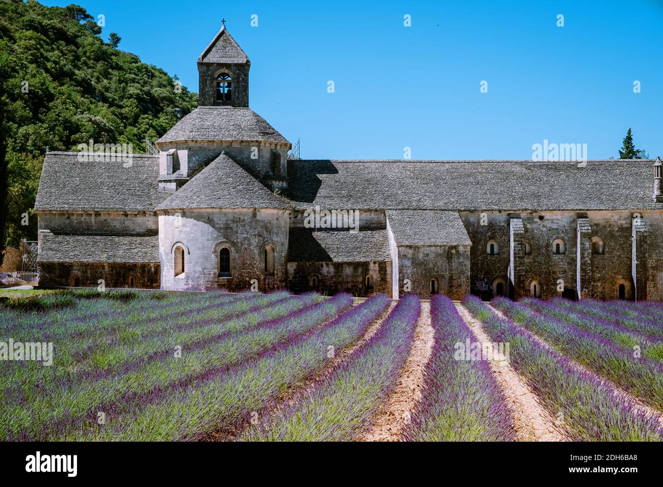 Les champs de lavande en fleurs pourpre au monastère de Sénanque, Provence, Sud de France Banque D'Images