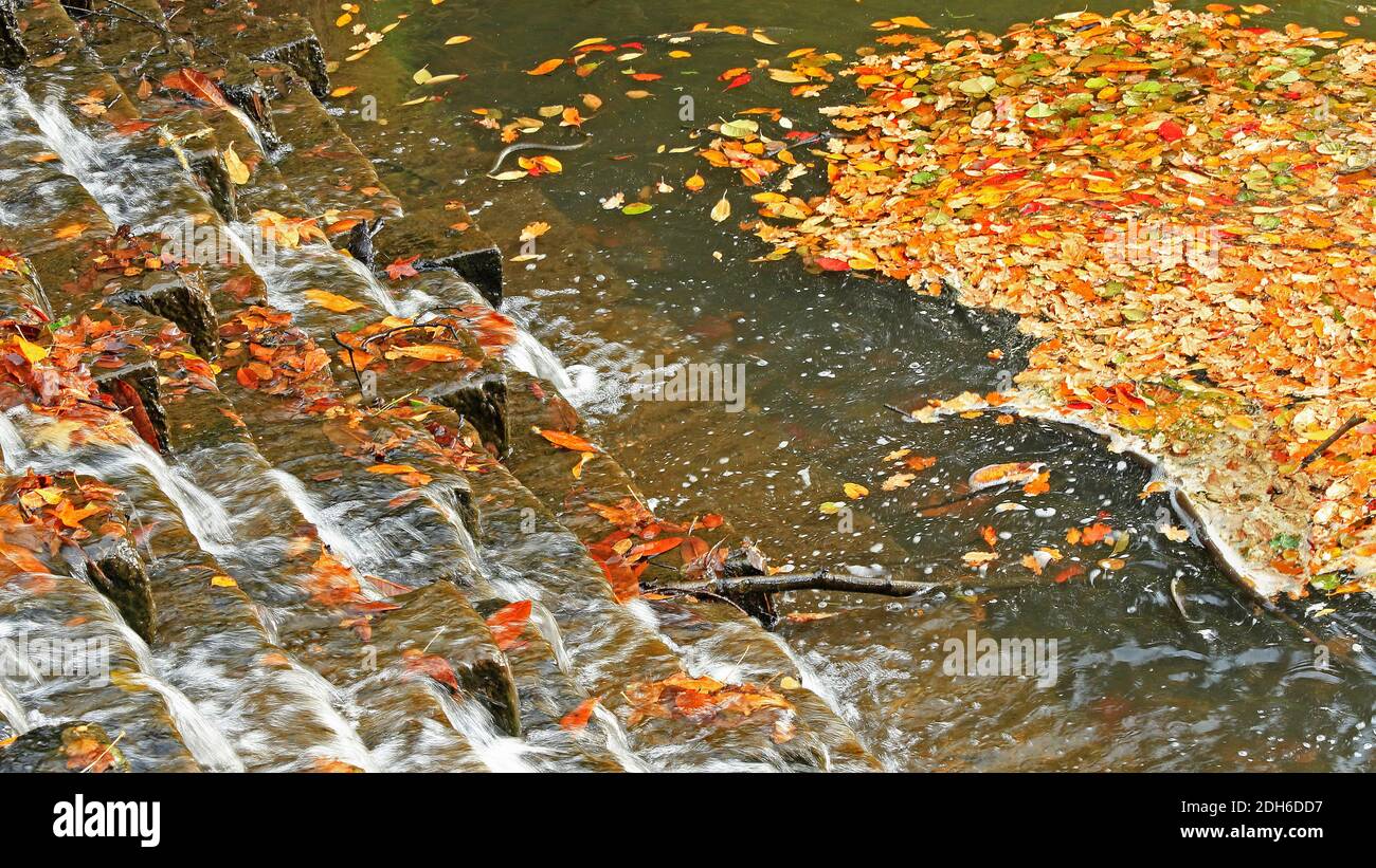L'eau descend en cascade sur un ensemble de marches en pierre dans l'étang en dessous, transportant les feuilles d'automne multicolores, les brindilles et autres débris de la rivière. Banque D'Images