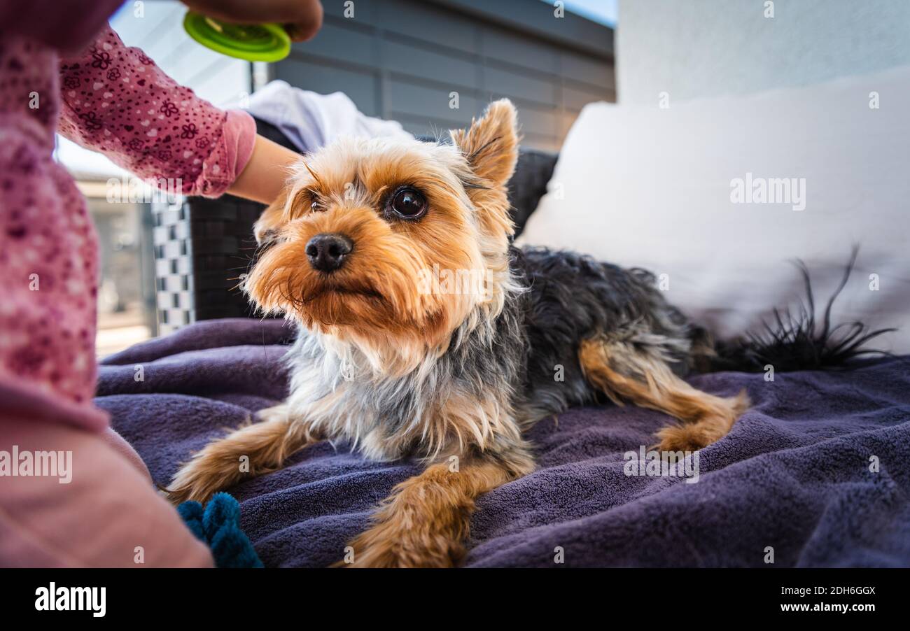 Portrait d'une belle fille de 2 ans dans Red Hat avec chien yorkshire terrier sur canapé dans l'arrière-cour Banque D'Images