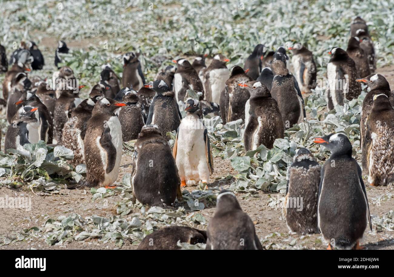 Penguins Gentoo (poussins muant) sur l'île de Saunders, îles Falkland Banque D'Images