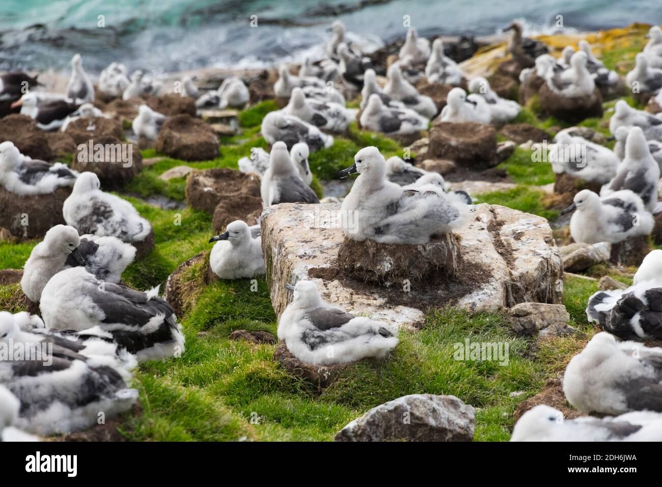 Colonie d'albatros à sourcils noirs (T. M. melanophris), poussins assis sur leur nid, île Saunders, îles Falkland Banque D'Images