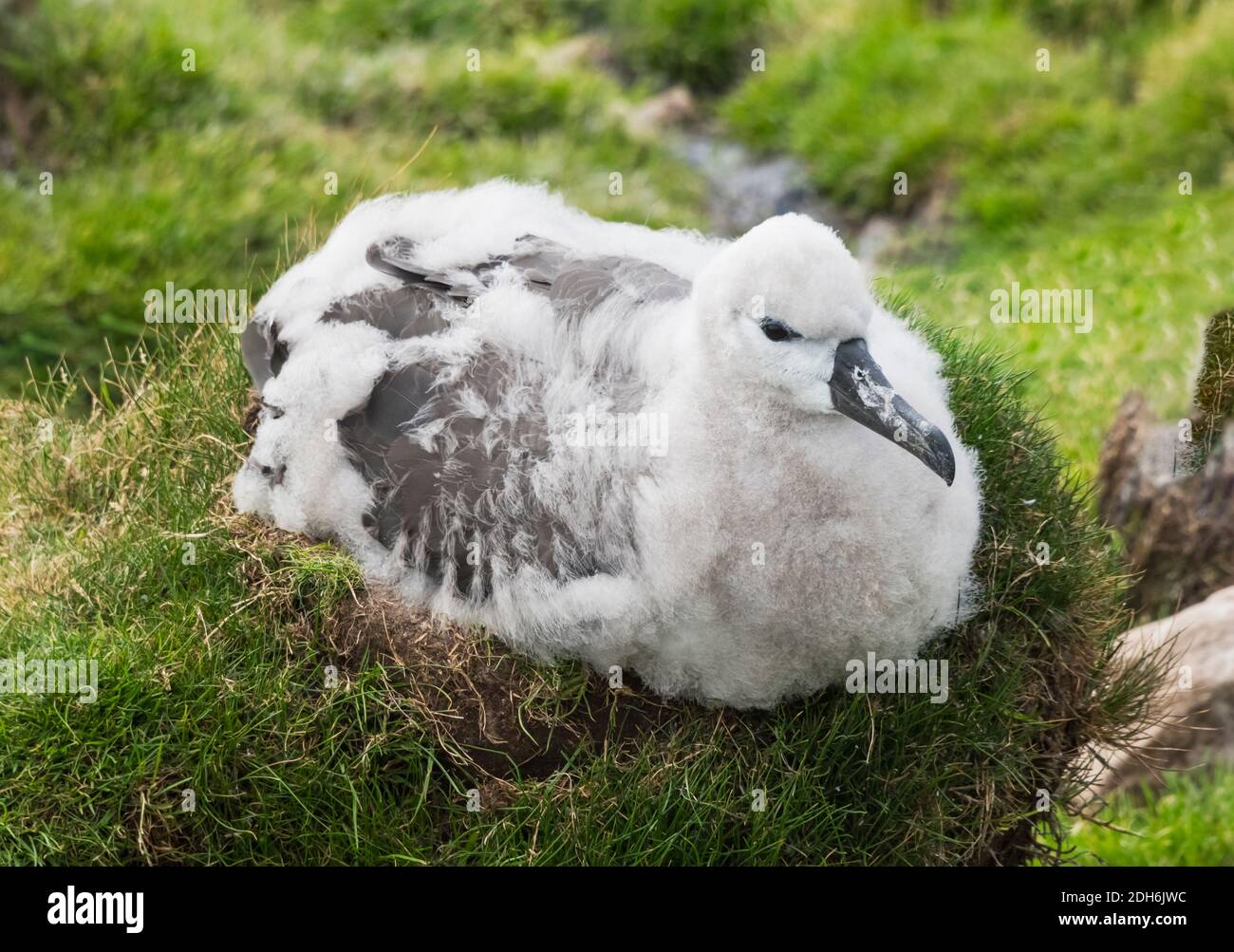 Colonie d'albatros à sourcils noirs (T. M. melanophris), poussins assis sur leur nid, île Saunders, îles Falkland Banque D'Images