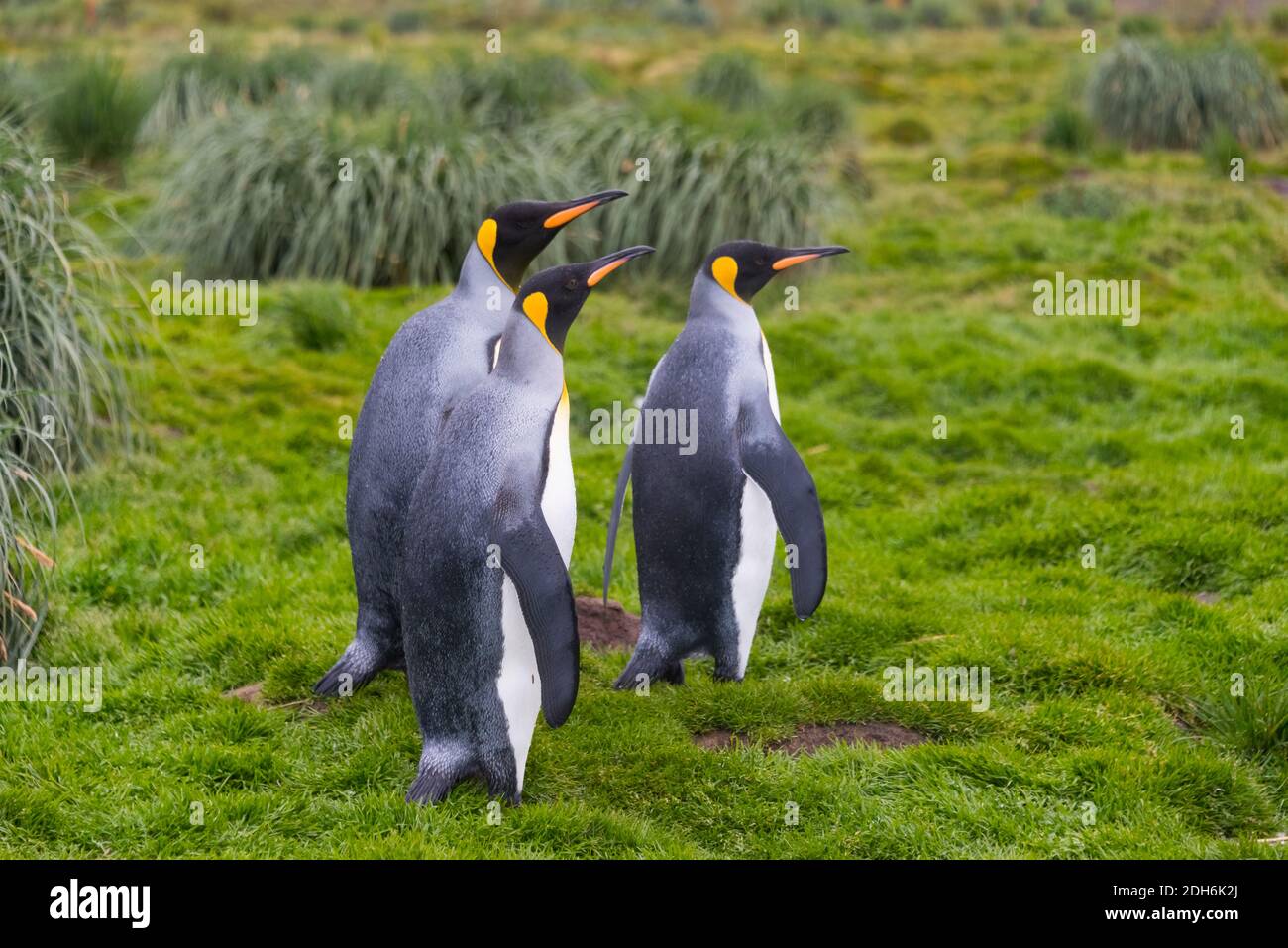 Pingouins du roi, île Prion, Géorgie du Sud, Antarctique Banque D'Images