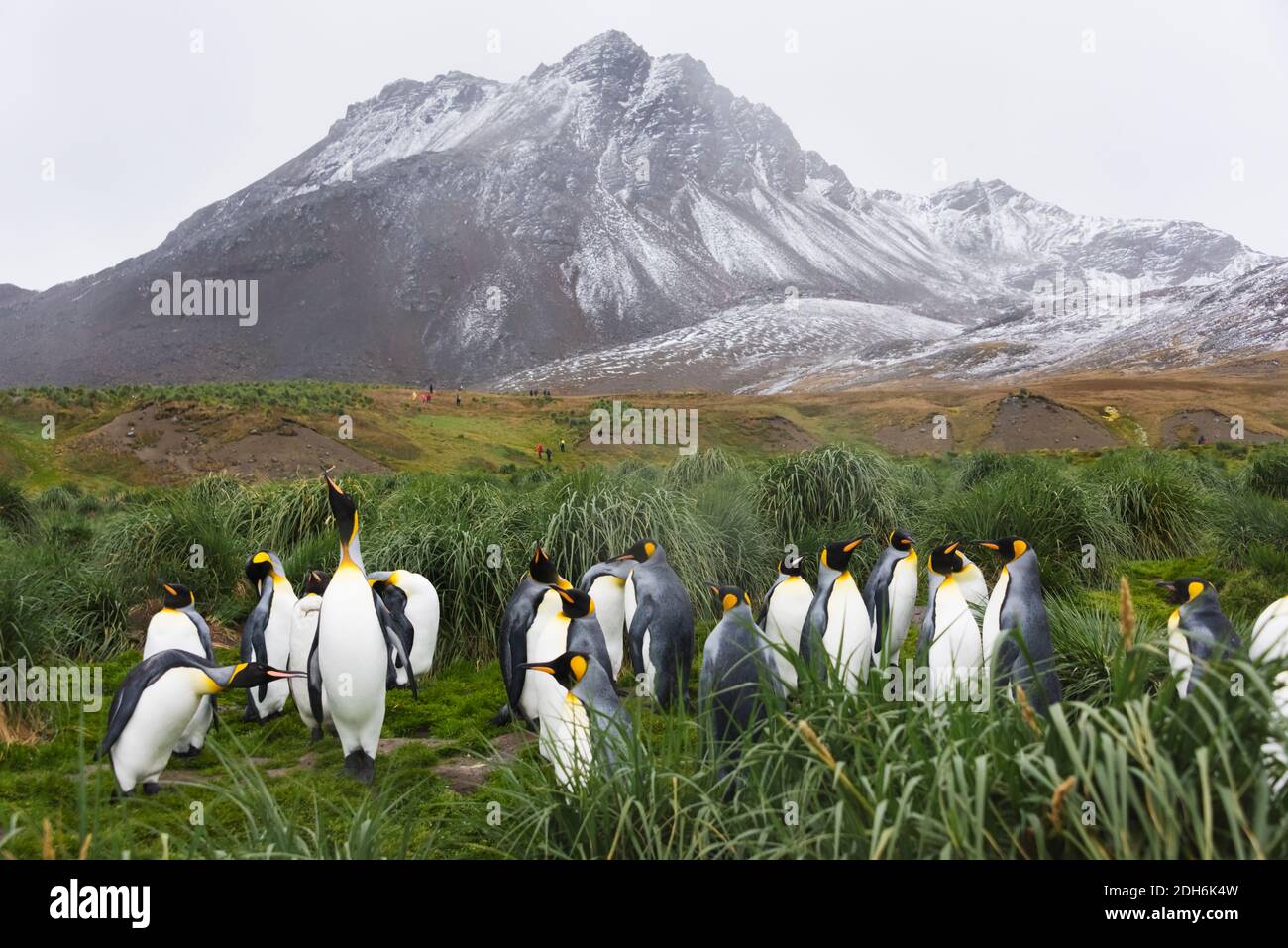 Pingouins du roi, île Prion, Géorgie du Sud, Antarctique Banque D'Images