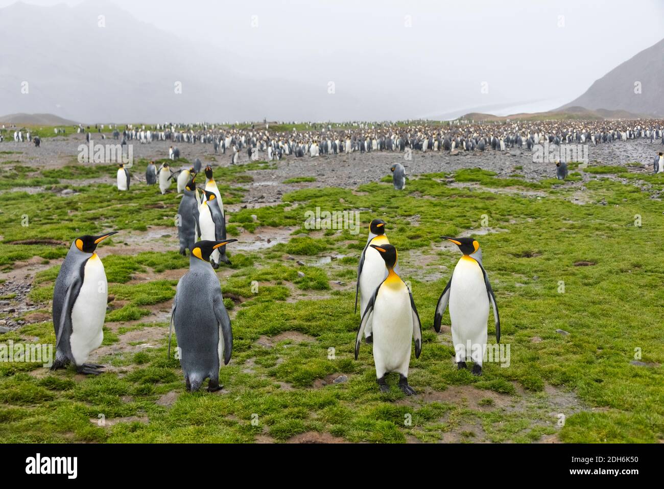 Pingouins roi sur l'île, Fortuna Bay, Géorgie du Sud, Antarctique Banque D'Images