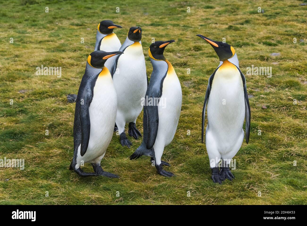 Pingouins roi sur l'île, Fortuna Bay, Géorgie du Sud, Antarctique Banque D'Images