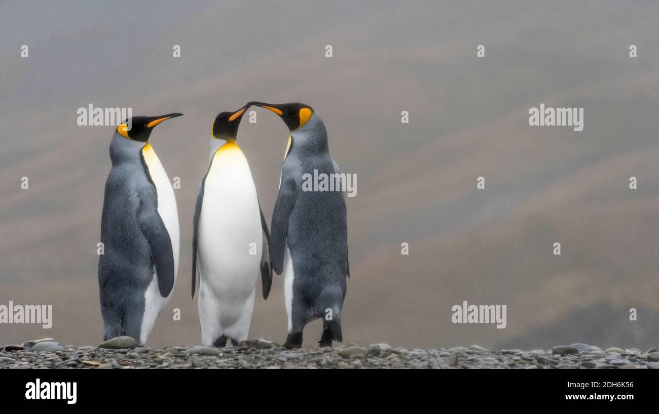 Pingouins roi sur l'île, Fortuna Bay, Géorgie du Sud, Antarctique Banque D'Images