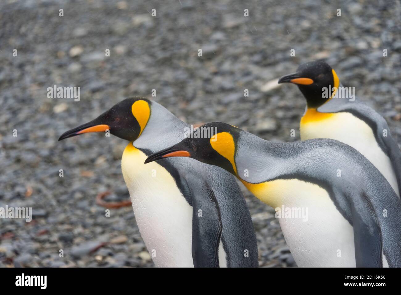 Pingouins roi sur l'île, Fortuna Bay, Géorgie du Sud, Antarctique Banque D'Images
