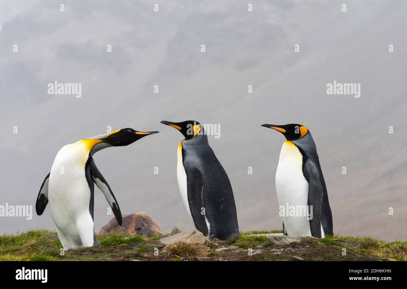 Pingouins royaux, baie de St. Andrews, Géorgie du Sud, Antarctique Banque D'Images