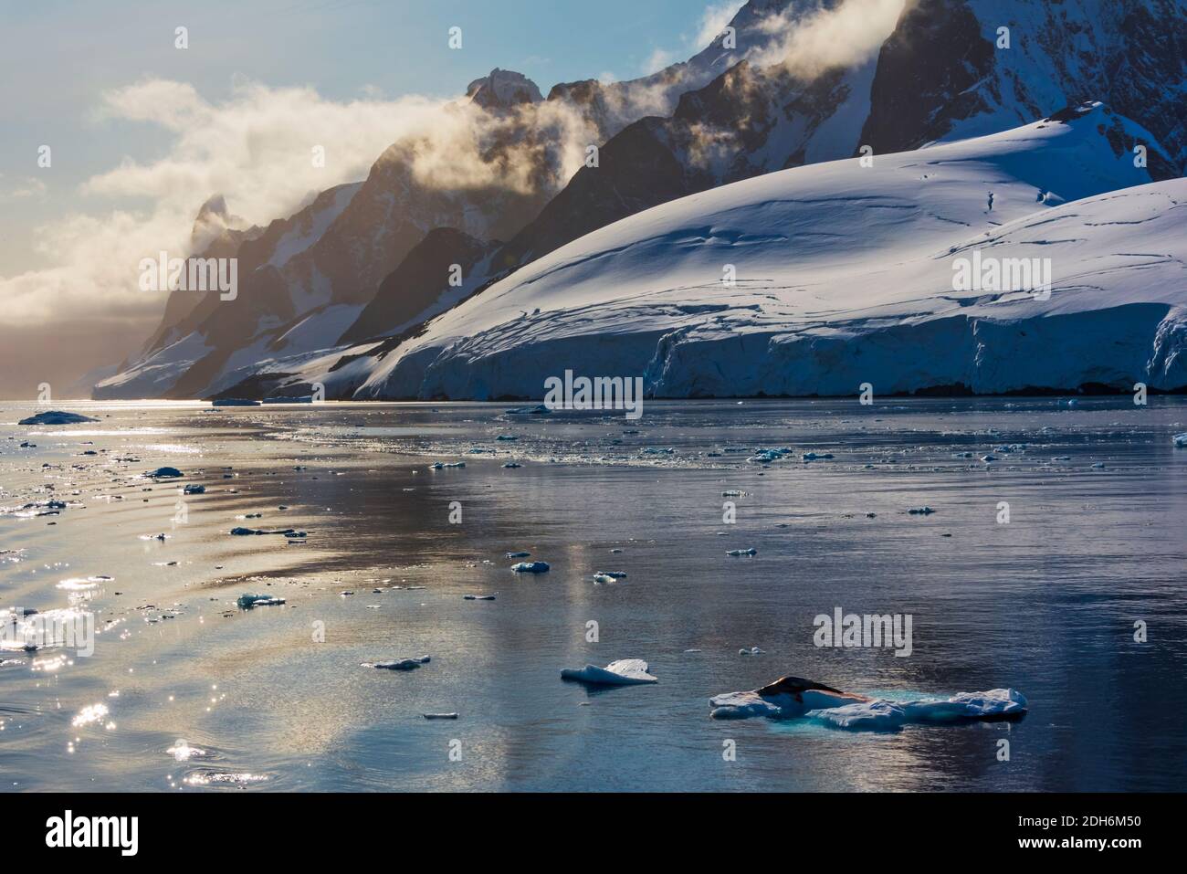 Phoque léopard (Hydrurga leptonyx) sur glace flottante dans l'océan Atlantique Sud, Antarctique Banque D'Images