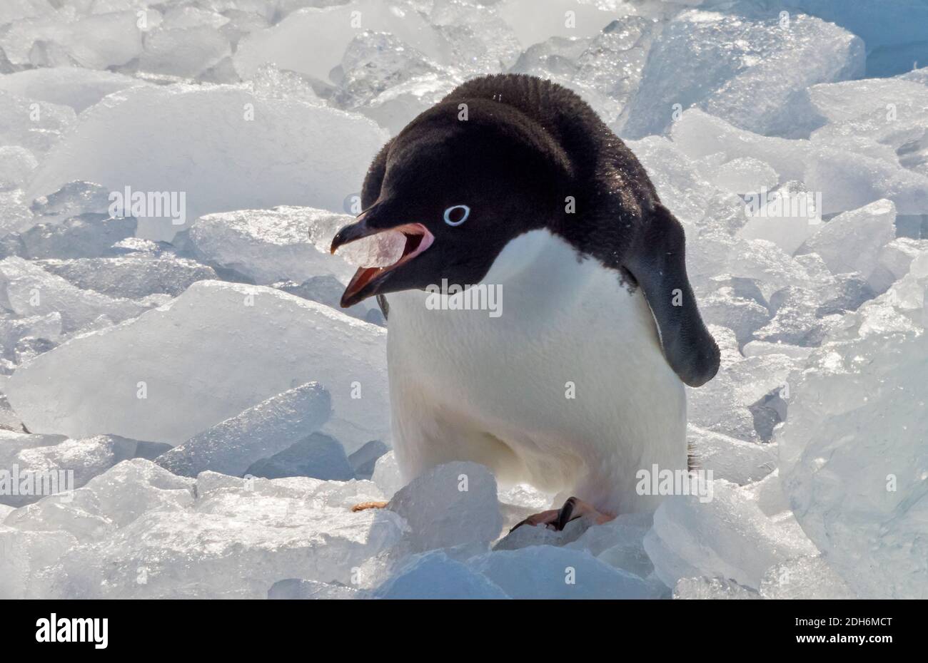 Pingouin d'Adelie sur une plage couverte de glace, îles de Pleneau et Petermann, océan Atlantique Sud, Antarctique Banque D'Images