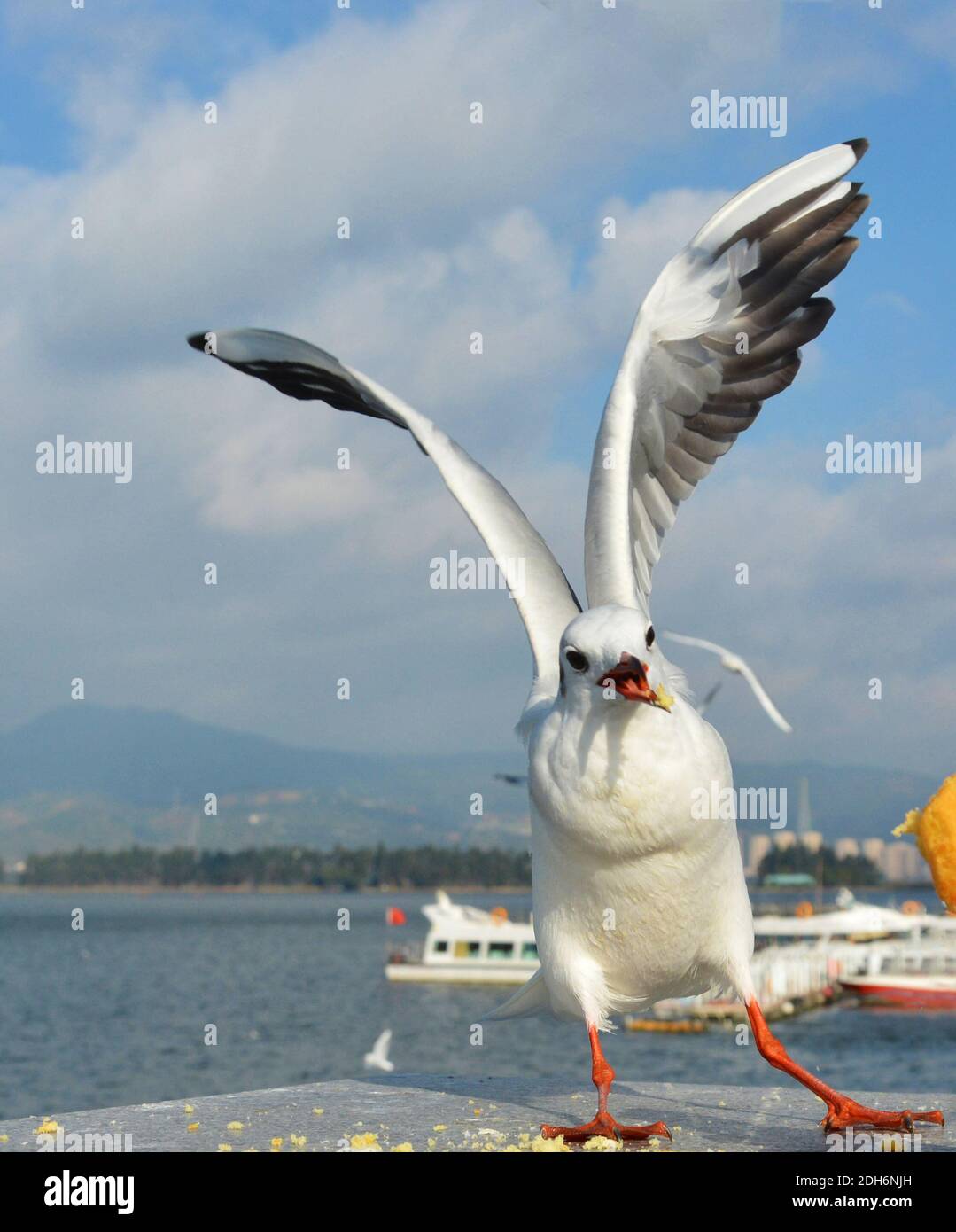 Un Larus ridibundus blanc prend du fourrage et ouvre ses ailes dans la peur par l'alimentation Banque D'Images