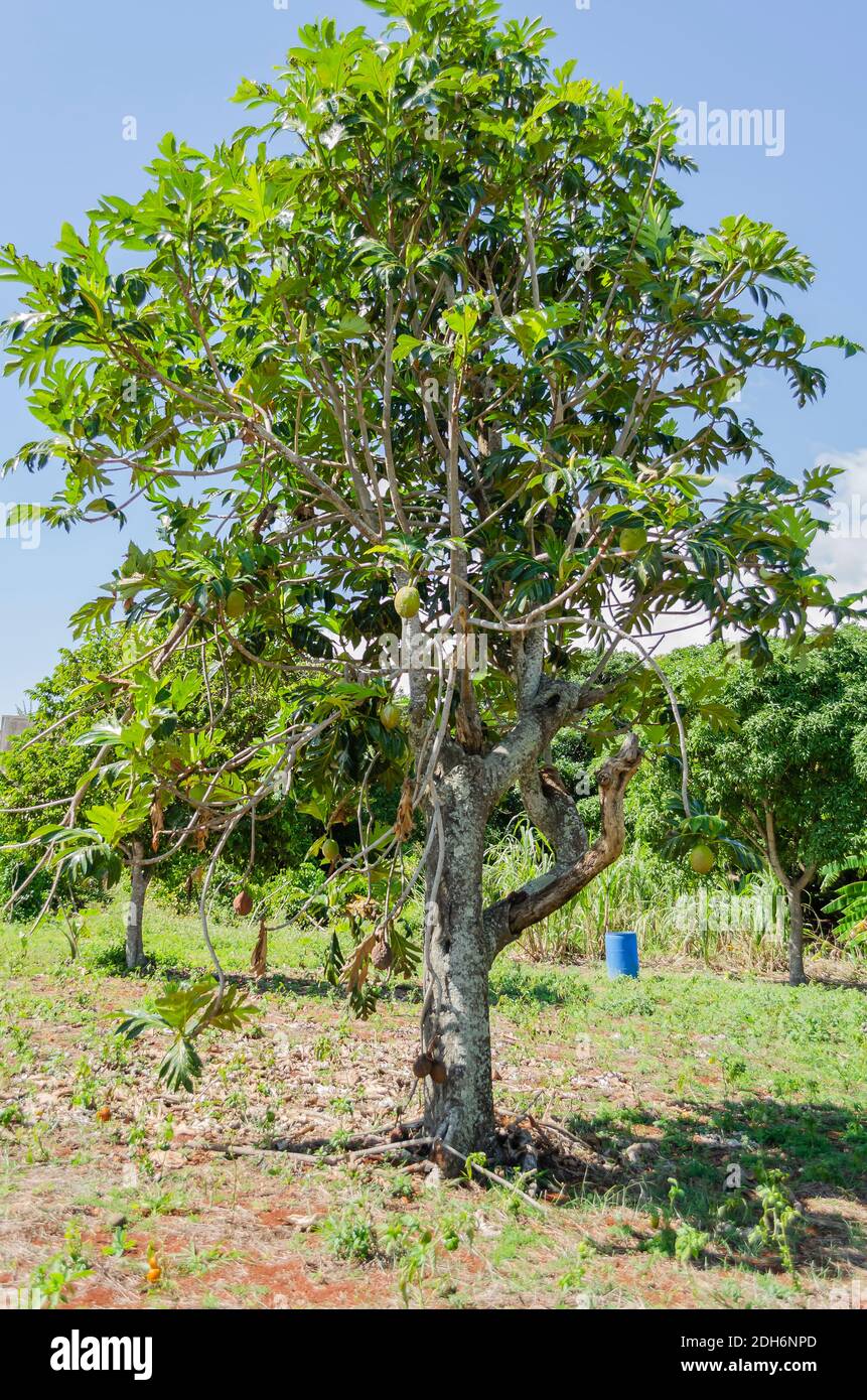 Arbre à pain aux fruits Banque D'Images