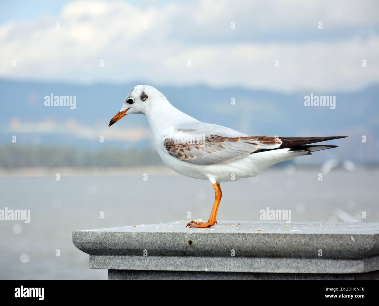 Un Larus ridibundus blanc regardant le lac debout la plate-forme Banque D'Images
