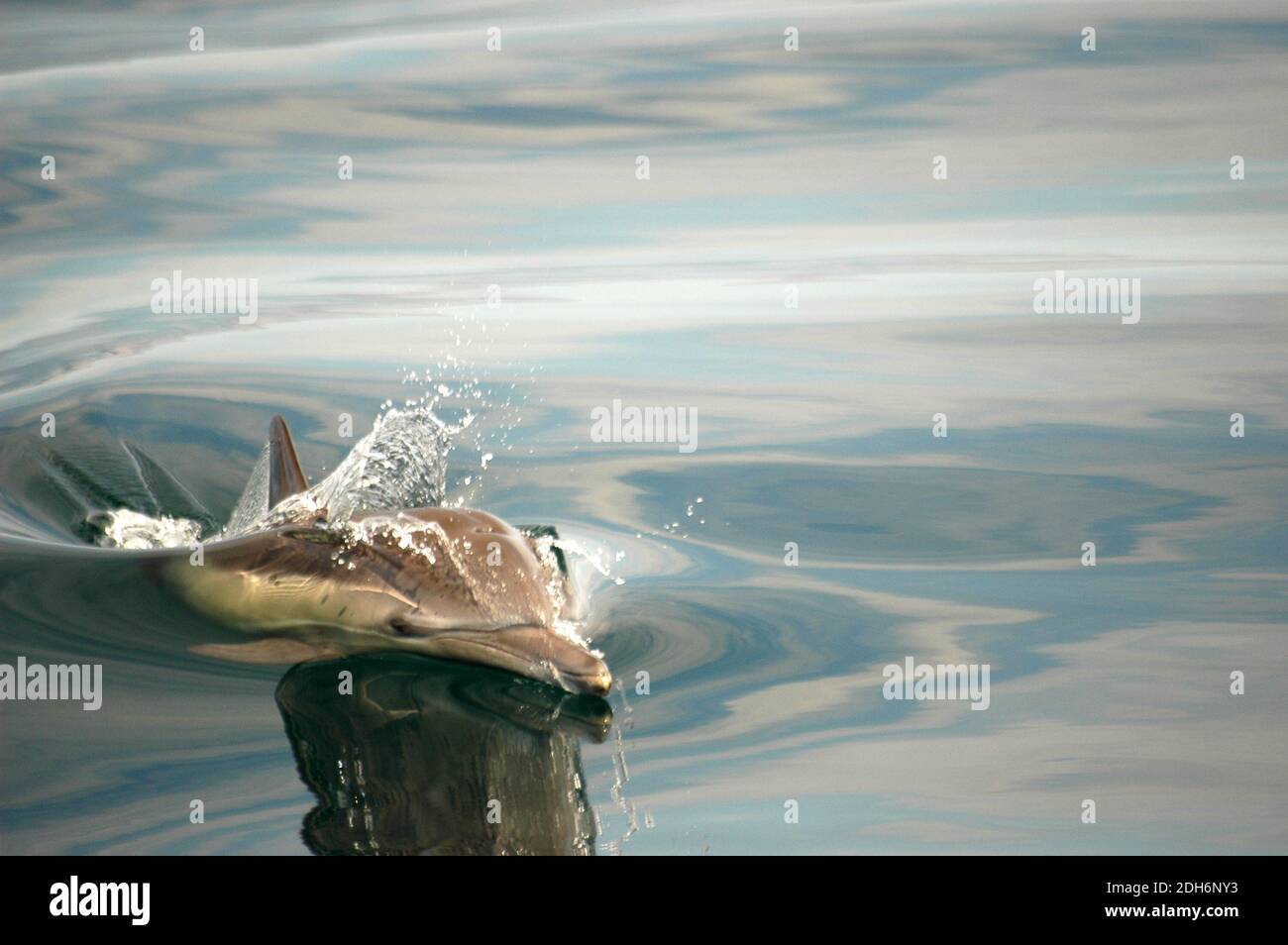 Dauphin commun (Delphinus delphis) calme, eau plate Banque D'Images