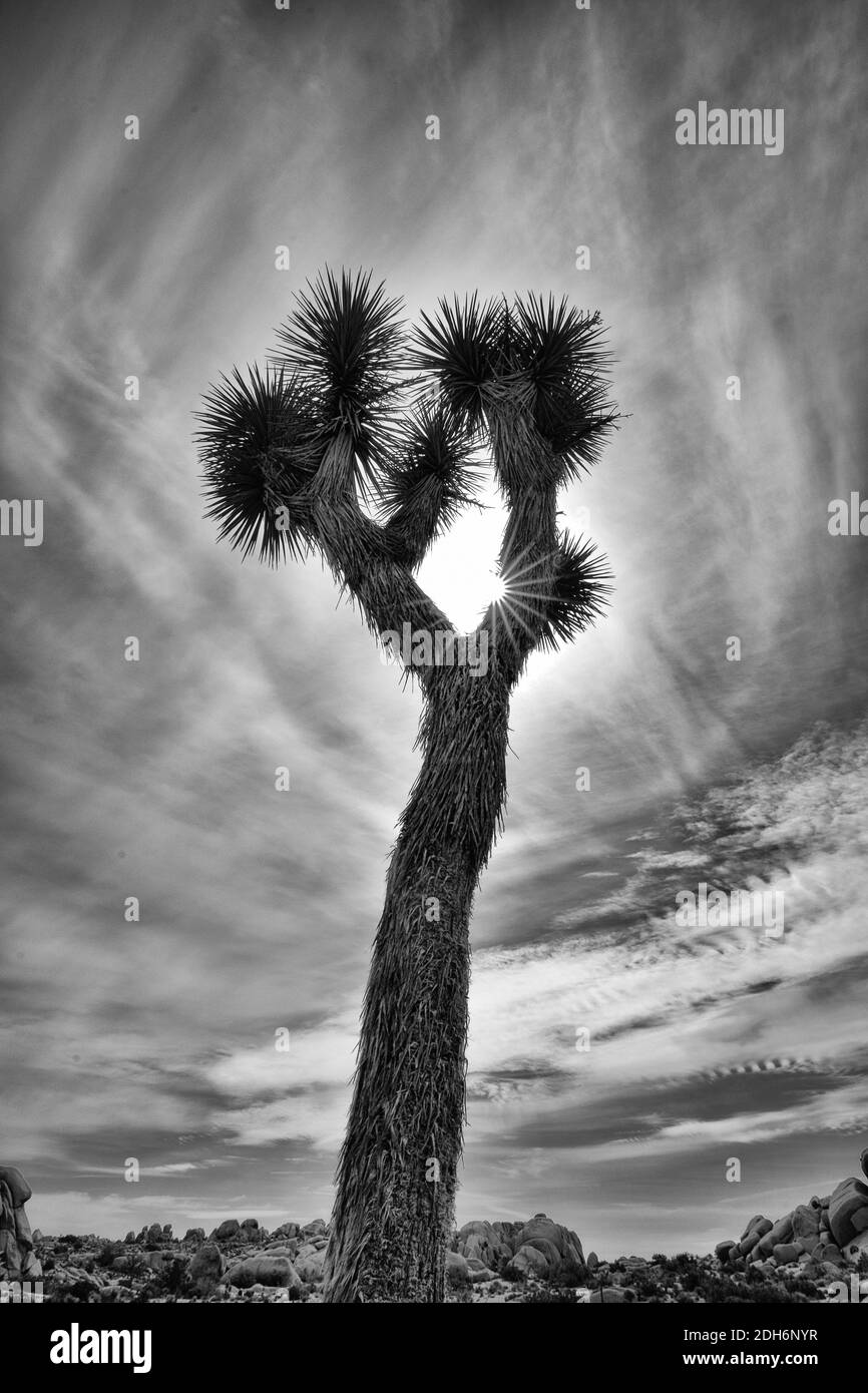 Noir et blanc Joshua Tree Sky Silhouette Yucca brevifolia Banque D'Images