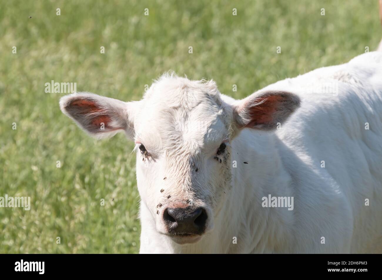 Tête d'un veau blanc de boeuf Charolais dans un pâturage vert herbacé regardant curieusement la caméra. Banque D'Images