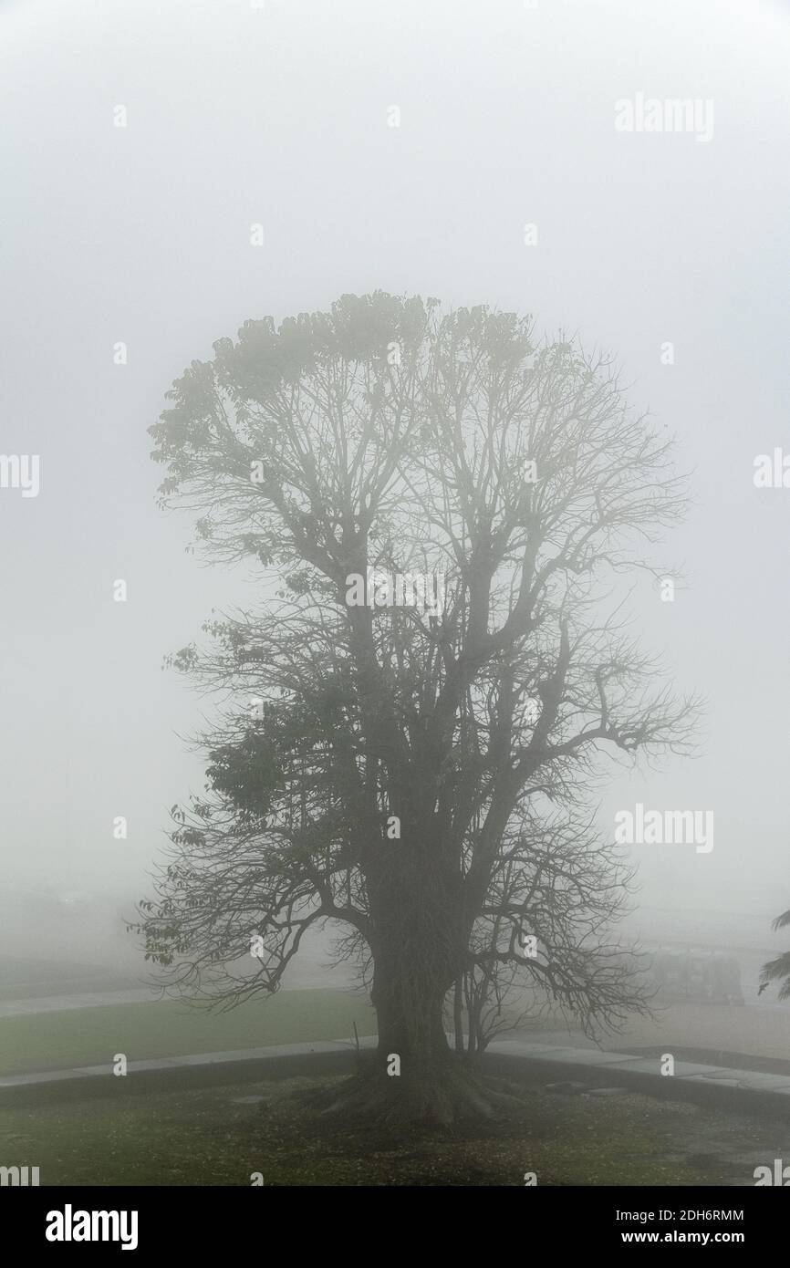 Big Trees au Foggy Sky Landscape Banque D'Images