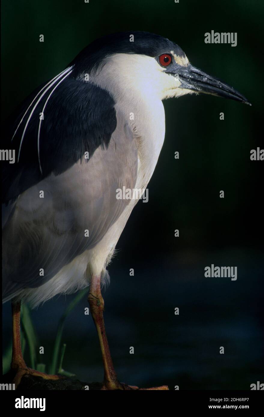 Héron de nuit à couronne noire (Nycticorax nycticorax); Comté d'Ada, Idaho Banque D'Images